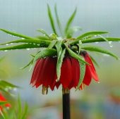 DAY 50 Adet Kırmızı Ters Lale Çiçeği Tohumu + 10 Adet Hediye Gül Çiçek Tohumu - 1