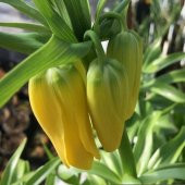 DAY 10 Adet Sarı Ters Lale Çiçeği Tohumu + 10 Adet Hediye Gül Çiçek Tohumu thumbnail 1