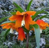 DAY 10 Adet Turuncu Ters Lale Çiçeği Tohumu + 10 Adet Hediye Gül Çiçek Tohumu thumbnail 1