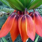 DAY 10 Adet Turuncu Ters Lale Çiçeği Tohumu + 10 Adet Hediye Gül Çiçek Tohumu thumbnail 1