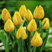 DAY 100 Adet Sarı Renk Lale Çiçeği Tohumu + 10 Adet Hediye Hollanda Gülü Çiçek Tohumu thumbnail 1