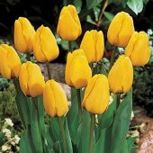 DAY 50 Adet Sarı Renk Lale Çiçeği Tohumu + 10 Adet Hediye Hollanda Gülü Çiçek Tohumu thumbnail 1