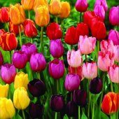 DAY 25 Adet Karışık Renk Lale Çiçeği Tohumu + 10 Adet Hediye Hollanda Gülü Çiçek Tohumu thumbnail 1