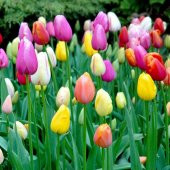 DAY 10 Adet Karışık Renk Lale Çiçeği Tohumu + 10 Adet Hediye Hollanda Gülü Çiçek Tohumu thumbnail 1