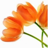 DAY 100 Adet Turuncu Renk Lale Çiçeği Tohumu + 10 Adet Hediye Hollanda Gülü Çiçek Tohumu - 1