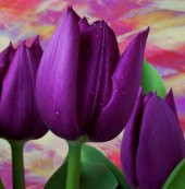 DAY 100 Adet Mor Renk Lale Çiçeği Tohumu + 10 Adet Hediye Hollanda Gülü Çiçek Tohumu thumbnail 1