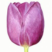 DAY 25 Adet Mor Renk Lale Çiçeği Tohumu + 10 Adet Hediye Hollanda Gülü Çiçek Tohumu thumbnail 1