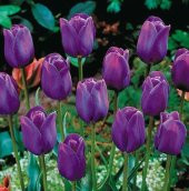 DAY 10 Adet Mor Renk Lale Çiçeği Tohumu + 10 Adet Hediye Hollanda Gülü Çiçek Tohumu thumbnail 1