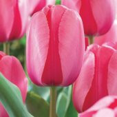 DAY 50 Adet Pembe Renk Lale Çiçeği Tohumu + 10 Adet Hediye Hollanda Gülü Çiçek Tohumu - 1