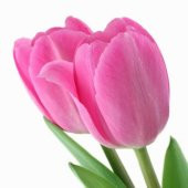 DAY 100 Adet Pembe Renk Lale Çiçeği Tohumu + 10 Adet Hediye Hollanda Gülü Çiçek Tohumu - 1