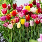 50 Adet 10 FARKLI Mix Tulip Seed Lale Tohumu + 10 Adet Hediye K.Renk Papatya Çiçek Tohumu - 1