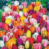 100 Adet 10 FARKLI Mix Tulip Seed Lale Tohumu + 10 Adet Hediye K.Renk Orkide Çiçek Tohumu - 1