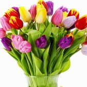 50 Adet 10 FARKLI Mix Tulip Seed Lale Tohumu + 10 Adet Hediye K.Renk Begonya Çiçek Tohumu thumbnail 3