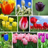 10 Adet 10 FARKLI RENK Mix Tulip Seed Lale Tohumu + 10 Adet Hediye K.Renk Küpe Çiçek Tohumu - 1