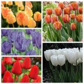 100 Adet 10 FARKLI Mix Tulip Seed Lale Tohumu + 10 Adet Hediye K.Renk Küpe Çiçek Tohumu - 1