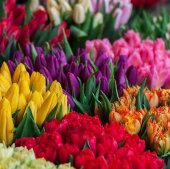 100 Adet 10 FARKLI Mix Tulip Seed Lale Tohumu + 10 Adet Hediye K.Renk Küpe Çiçek Tohumu - 1