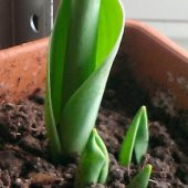 10 Adet 10 FARKLI RENK Mix Tulip Seed Lale Tohumu + 10 Adet Hediye K.Renk Küpe Çiçek Tohumu - 3