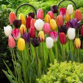 100 Adet 10 FARKLI Mix Tulip Seed Lale Tohumu + 10 Adet Hediye K.Renk Küpe Çiçek Tohumu - 1