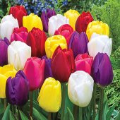 25 Adet 10 FARKLI RENK Mix Tulip Seed Lale Tohumu + 10 Adet Hediye K.Renk Küpe Çiçek Tohumu - 1
