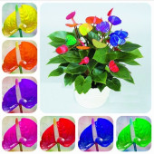 25 ADET K.ANTORYUM ÇİÇEK Tohumu + 10 ADET HEDİYE K.GÜL TOHUMU thumbnail 1