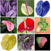 25 ADET K.ANTORYUM ÇİÇEK Tohumu + 10 ADET HEDİYE K.GÜL TOHUMU thumbnail 2