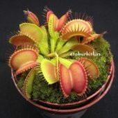 DAY 50 Adet Venüs Fly Trap Sinek Kapan Bitkisi Tohumu +  10 ADET Flamingo Çiçek Tohumu thumbnail 1