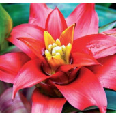 10 ADET K.RENK GUZMANYA ÇİÇEK Tohumu + 10 ADET HEDİYE K.GÜL TOHUMU thumbnail 2