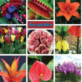 10 ADET K.RENK GUZMANYA ÇİÇEK Tohumu + 10 ADET HEDİYE K.GÜL TOHUMU thumbnail 4