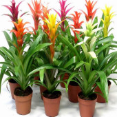 50 ADET K.RENK GUZMANYA ÇİÇEK Tohumu + 10 ADET HEDİYE K.GÜL TOHUMU thumbnail 1