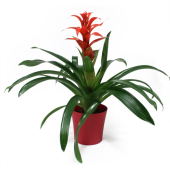 50 ADET K.RENK GUZMANYA ÇİÇEK Tohumu + 10 ADET HEDİYE K.GÜL TOHUMU thumbnail 3