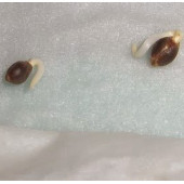 50 ADET K.RENK GUZMANYA ÇİÇEK Tohumu + 10 ADET HEDİYE K.GÜL TOHUMU thumbnail 5