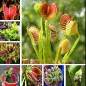 DAY 25 Adet Karışık Sinek Kapan Bitki Tohumu + 10 ADET Hediye K.Renk Orkide Çiçek Tohumu thumbnail 2