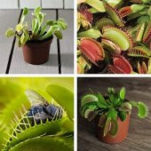 DAY 50 Adet Venüs Fly Trap Sinek Kapan Bitkisi Tohumu + 10 ADET Hediye Orkide Çiçek Tohumu - 2