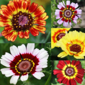 10 Adet Karışık Papatya Çiçek Tohumu + 10 Adet HEDİYE KARIŞIK RENK Gül Tohumu - 1