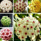 10 ADET TOP ORKİDE Çiçek Tohumu + 10 ADET HEDİYE H.GÜLÜ ÇİÇEĞİ TOHUMU - 1