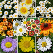 10 Adet Karışık Papatya Çiçek Tohumu + 10 Adet HEDİYE KARIŞIK RENK Gül Tohumu thumbnail 6