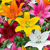 100 Adet Karışık Zambak Çiçek Tohumu + 10 ADET HEDİYE GÜL ÇİÇEK TOHUMU thumbnail 1