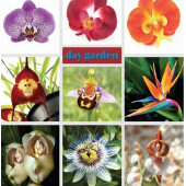 DAY 10 ADET 10 FARKLI KARIŞIK RENK ORKİDE ÇİÇEK TOHUMU +  10ADET HEDİYE HOLLANDA GÜLÜ TOHUMU thumbnail 1