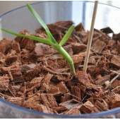 DAY 10 ADET 10 FARKLI KARIŞIK RENK ORKİDE ÇİÇEK TOHUMU +  10ADET HEDİYE HOLLANDA GÜLÜ TOHUMU thumbnail 3