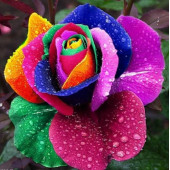 DAY 10 ADET 10 FARKLI KARIŞIK RENK ORKİDE ÇİÇEK TOHUMU +  10ADET HEDİYE HOLLANDA GÜLÜ TOHUMU thumbnail 5