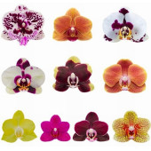 DAY 10 ADET 10 FARKLI KARIŞIK RENK ORKİDE ÇİÇEK TOHUMU +  10ADET HEDİYE HOLLANDA GÜLÜ TOHUMU thumbnail 8