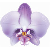 DAY 10 ADET 10 FARKLI KARIŞIK RENK ORKİDE ÇİÇEK TOHUMU +  10ADET HEDİYE HOLLANDA GÜLÜ TOHUMU thumbnail 9