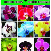 DAY 10 ADET 10 FARKLI KARIŞIK RENK ORKİDE ÇİÇEK TOHUMU +  10ADET HEDİYE HOLLANDA GÜLÜ TOHUMU thumbnail 11