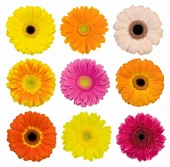 100 Adet Karışık Renk Gerbera Çiçek Tohumu + 10 Adet Hediye Karık Renk Küpe Çiçeği Tohumu - 1