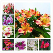 50 Adet Karışık Zambak Çiçek Tohumu + 10 ADET HEDİYE GÜL ÇİÇEK TOHUMU thumbnail 7