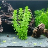 25 Adet Sessiliflora Akvaryum Tohumu + 10 Adet Hediye Karışık Renk Gül Tohumu - 1