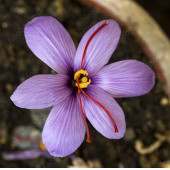 100 ADET SAFRAN Çiçek Tohumu + 10 ADET HEDİYE GÜL ÇİÇEĞİ TOHUMU - 1