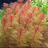 50 Adet Proserpinaca Palustris Akvaryum Tohumu + 10 Adet Hediye Karışık Renk Gül Tohumu - 1
