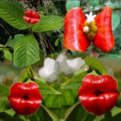 10 ADET ÖPÜÇÜK Çiçek Tohumu + 10 ADET HEDİYE GÜL ÇİÇEĞİ TOHUMU - 3