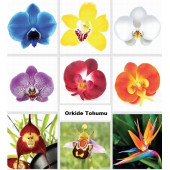 25 ADET KARIŞIK RENK Küpe ÇİÇEĞİ  TOHUMU + 10 ADET HEDİYE K.R. ORKİDE ÇİÇEK TOHUMU - 6